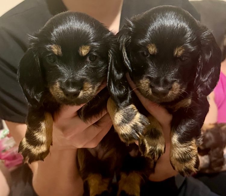 Hara's Haven Mini Dachshunds