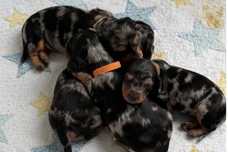 Hara's Haven Mini Dachshunds