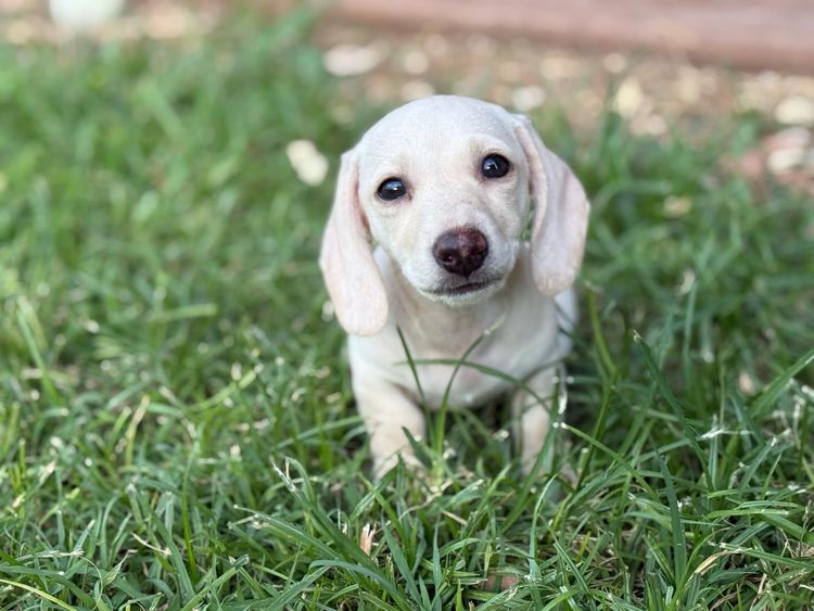Hara's Haven Mini Dachshunds