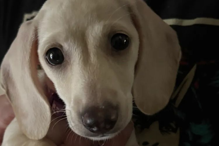 Hara's Haven Mini Dachshunds