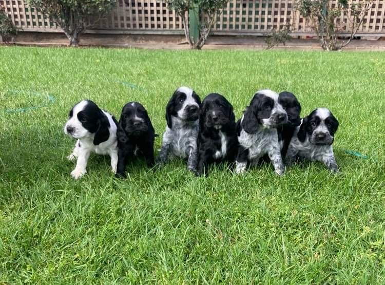 CC RANCH COCKER SPANIELS