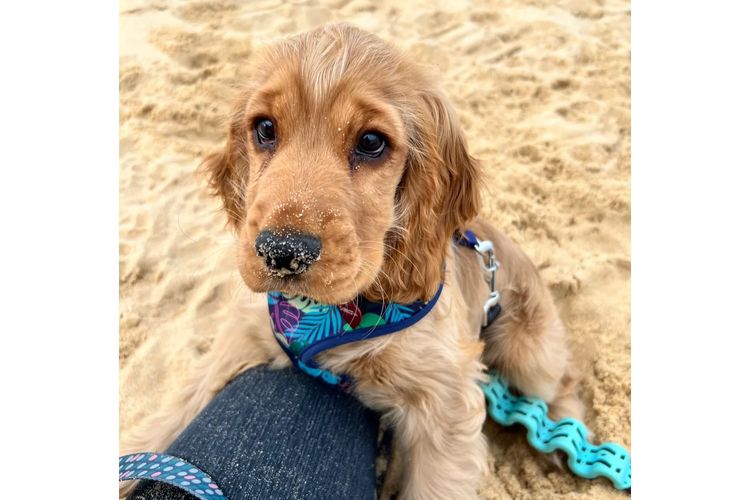 CC RANCH COCKER SPANIELS