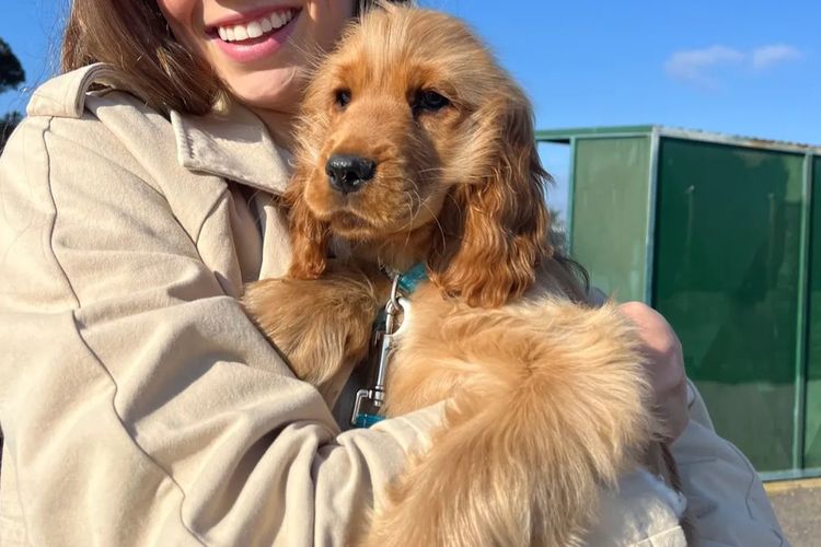 CC RANCH COCKER SPANIELS