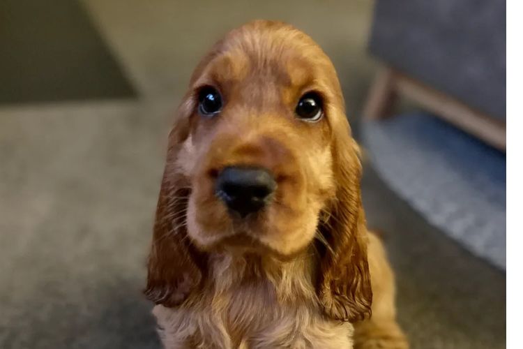 Okuri Cocker Spaniels Pedigree