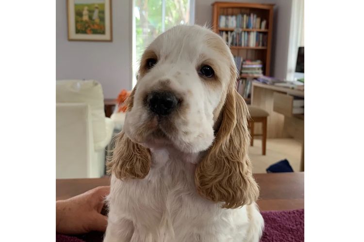 Okuri Cocker Spaniels Pedigree