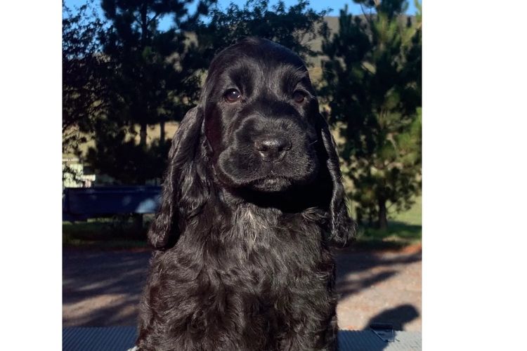 Okuri Cocker Spaniels Pedigree