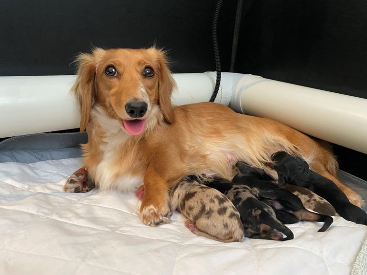 Mini Tails of Love