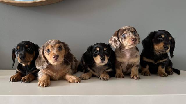 Mini Tails of Love