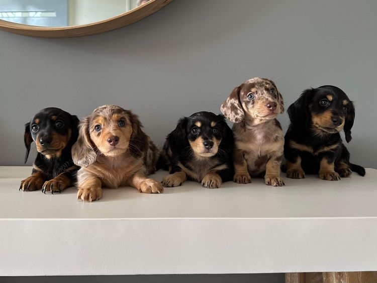 Mini Tails of Love