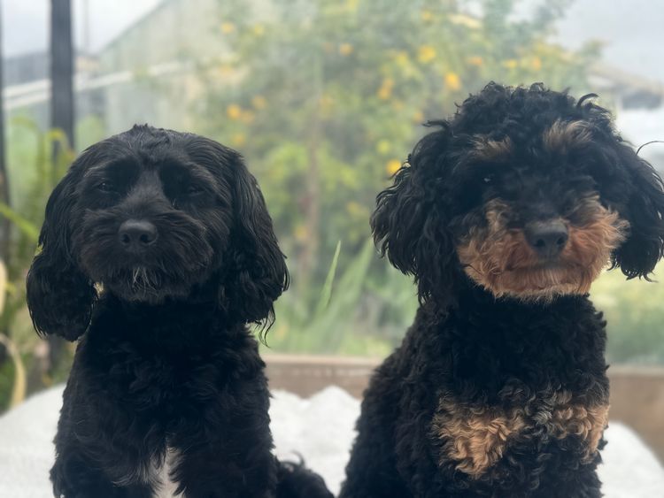 East Coast Cavoodles