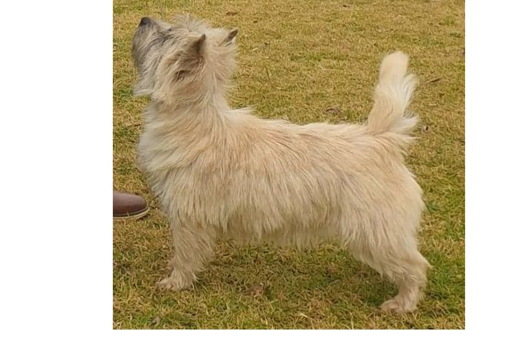 Barragan  Cairn Terriers