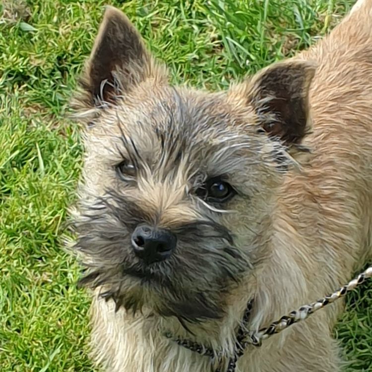 Barragan  Cairn Terriers
