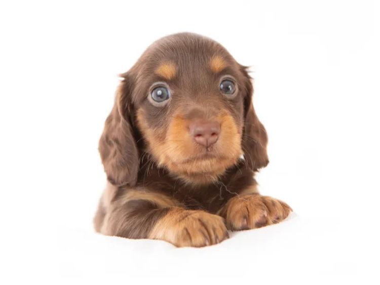 Dachkin Miniature Dachshunds
