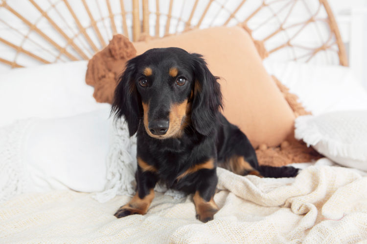 Dachkin Miniature Dachshunds