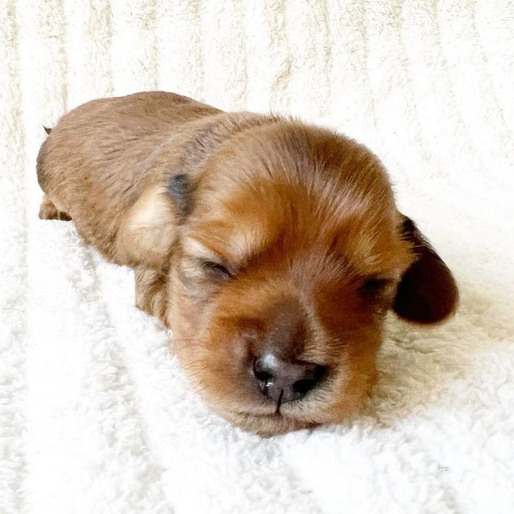 Dachkin Miniature Dachshunds