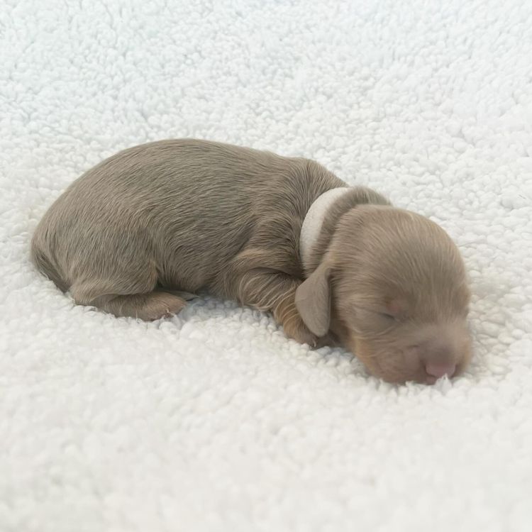 Dachkin Miniature Dachshunds