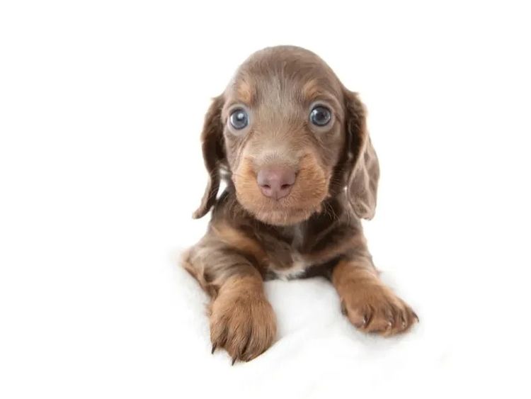 Dachkin Miniature Dachshunds