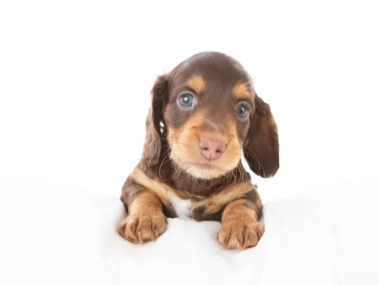Dachkin Miniature Dachshunds