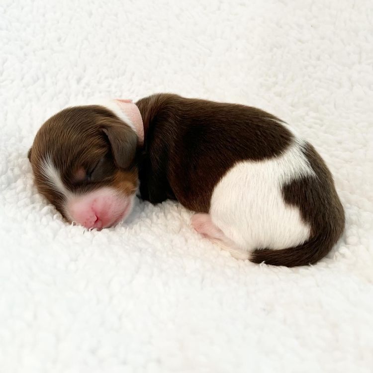 Dachkin Miniature Dachshunds