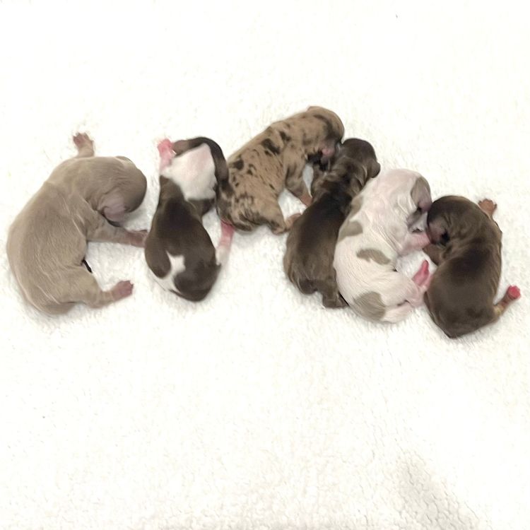 Dachkin Miniature Dachshunds