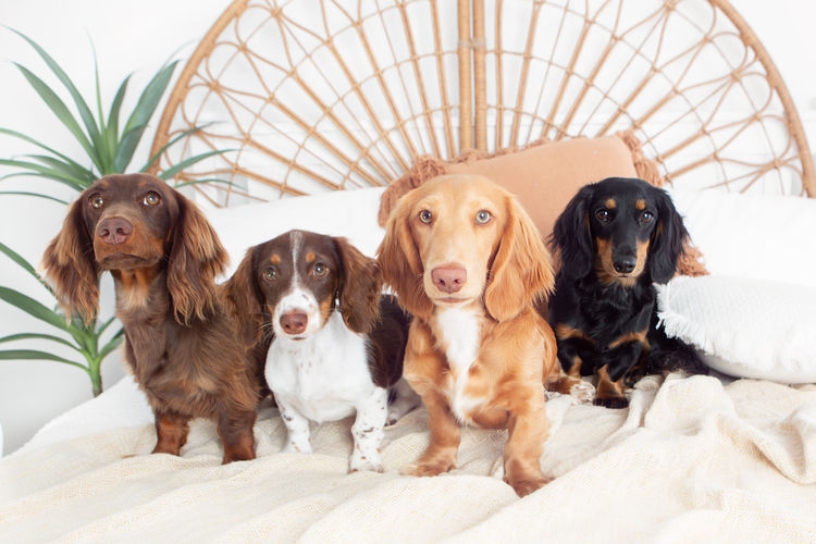 Dachkin Miniature Dachshunds