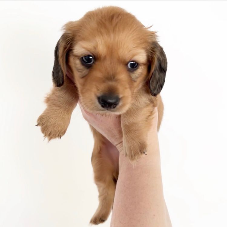 Dachkin Miniature Dachshunds
