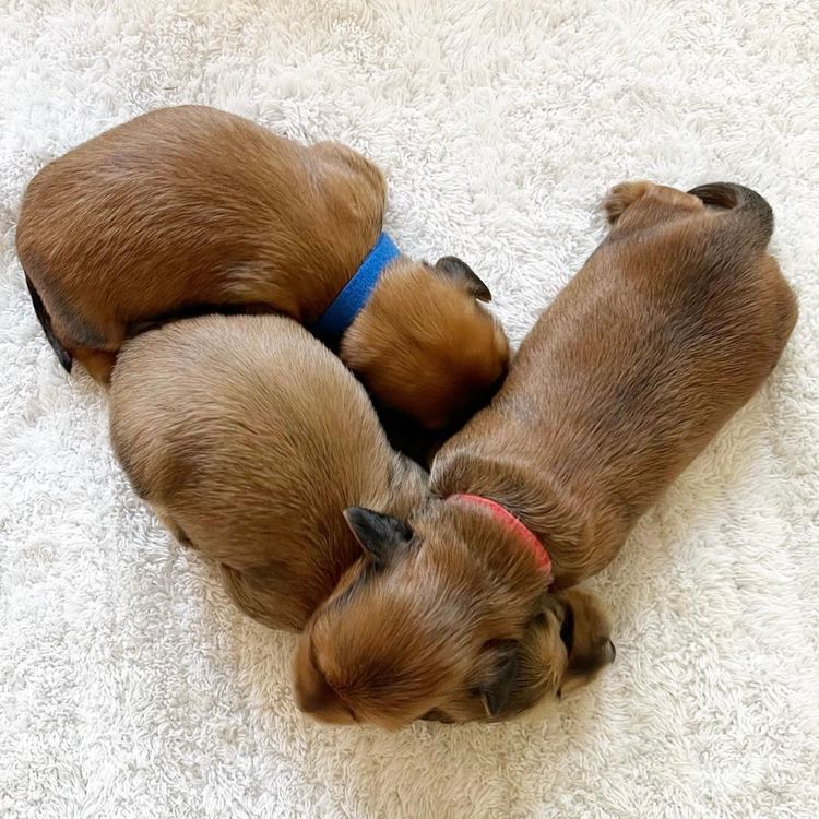 Dachkin Miniature Dachshunds