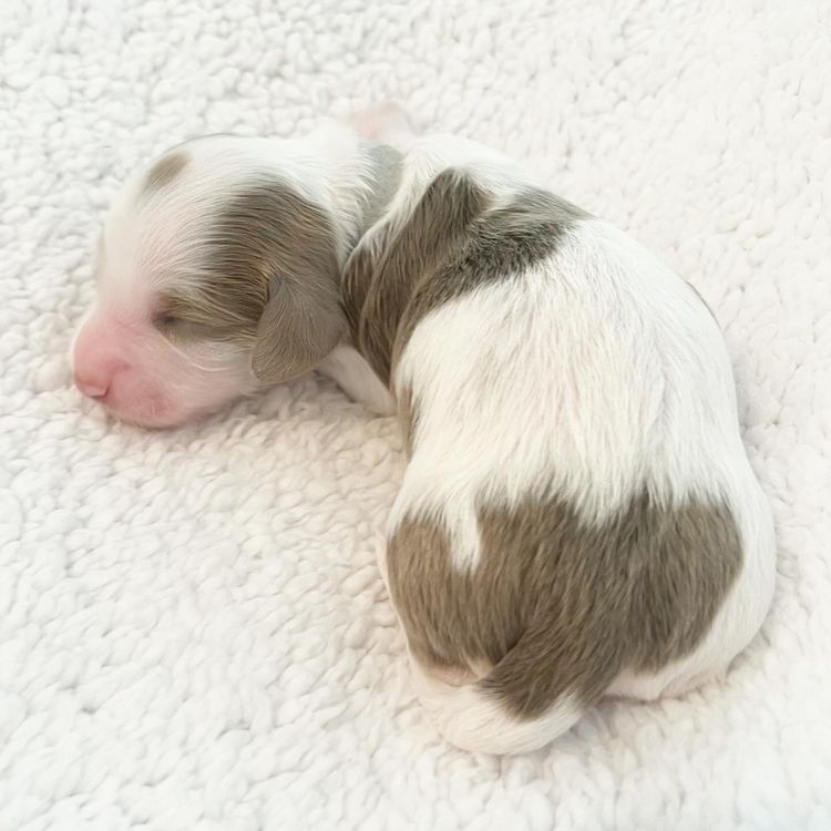 Dachkin Miniature Dachshunds
