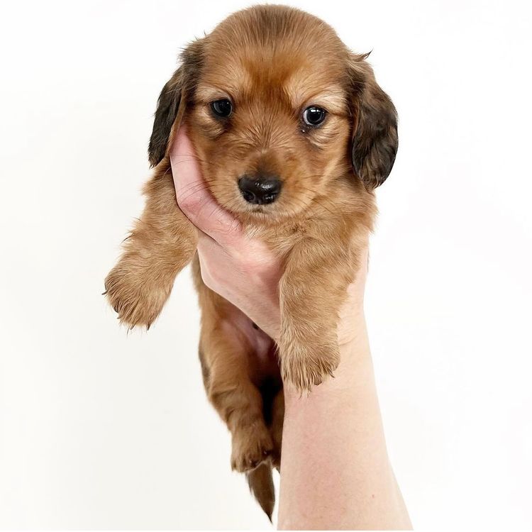 Dachkin Miniature Dachshunds