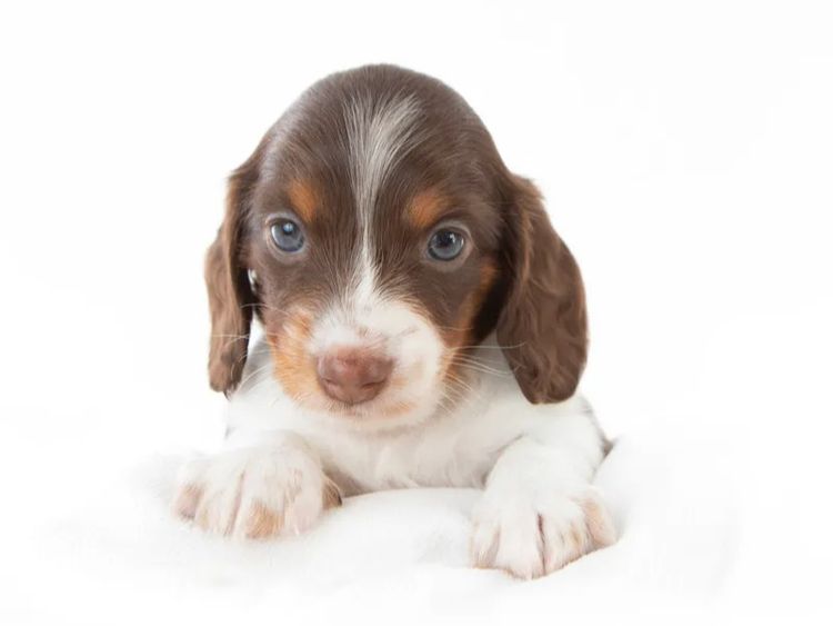 Dachkin Miniature Dachshunds