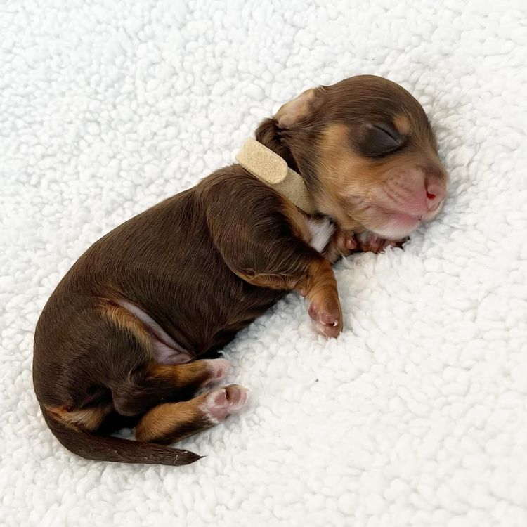 Dachkin Miniature Dachshunds
