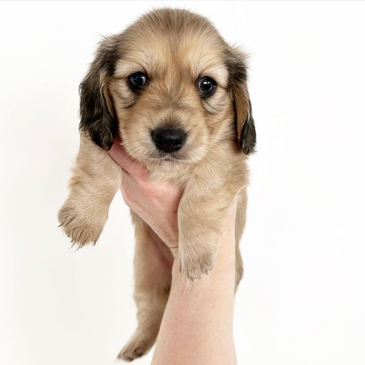 Dachkin Miniature Dachshunds