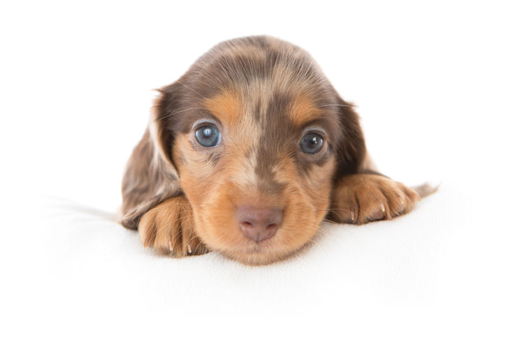 Dachkin Miniature Dachshunds