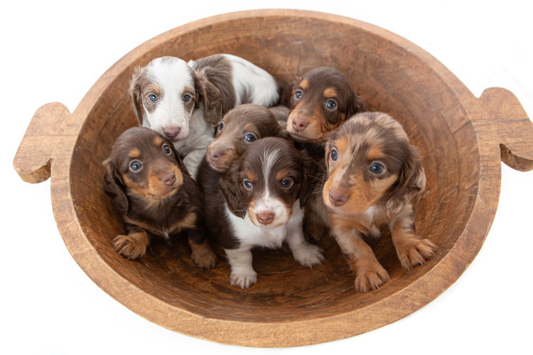 Dachkin Miniature Dachshunds