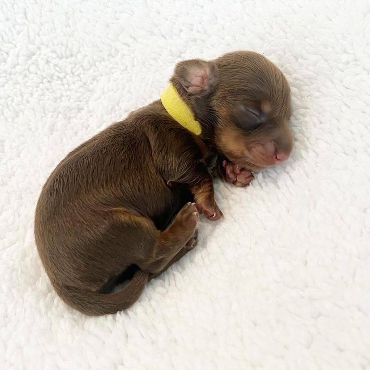 Dachkin Miniature Dachshunds