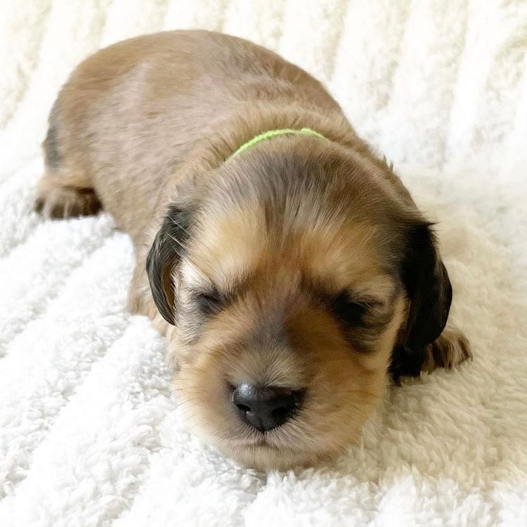 Dachkin Miniature Dachshunds