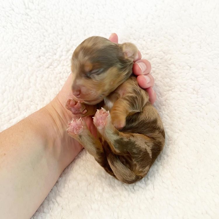 Dachkin Miniature Dachshunds
