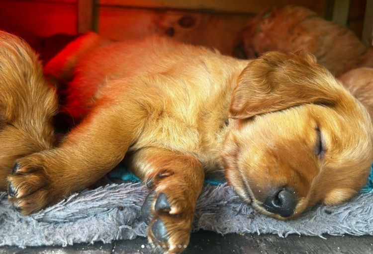 Pawfect Mix Groodles