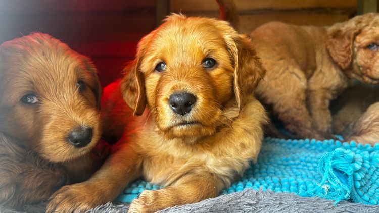 Pawfect Mix Groodles