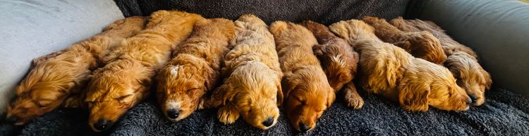 Pawfect Mix Groodles