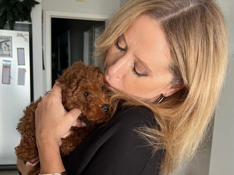 Red Majestic Toy Poodles
