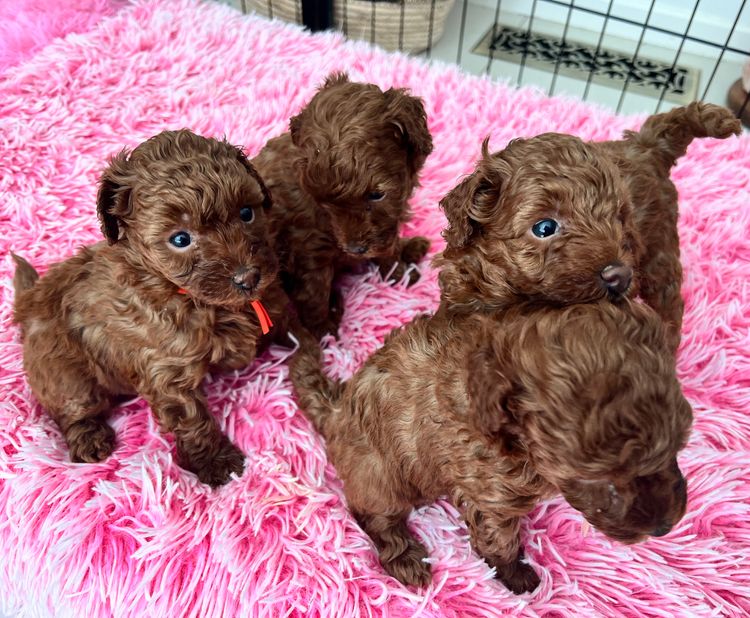 Red Majestic Toy Poodles