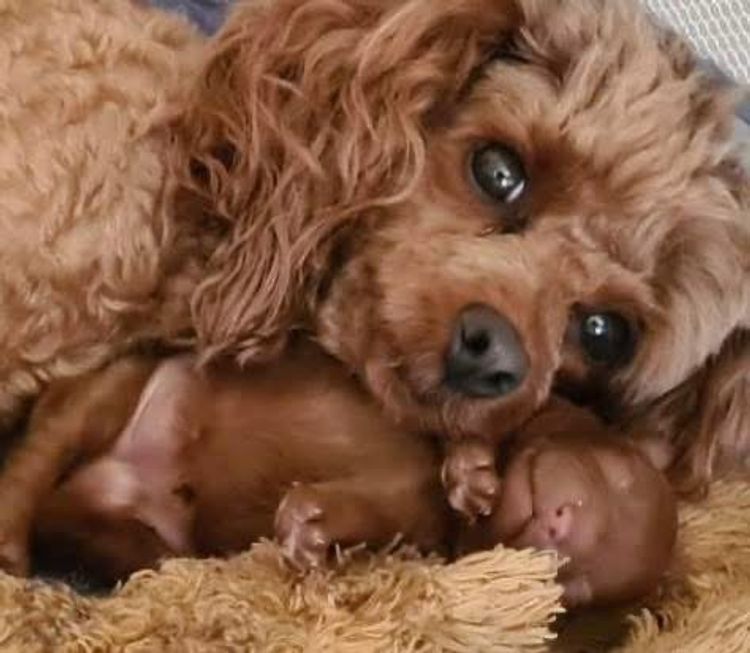 Red Majestic Toy Poodles