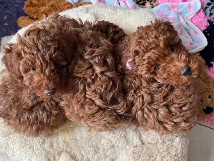 Red Majestic Toy Poodles