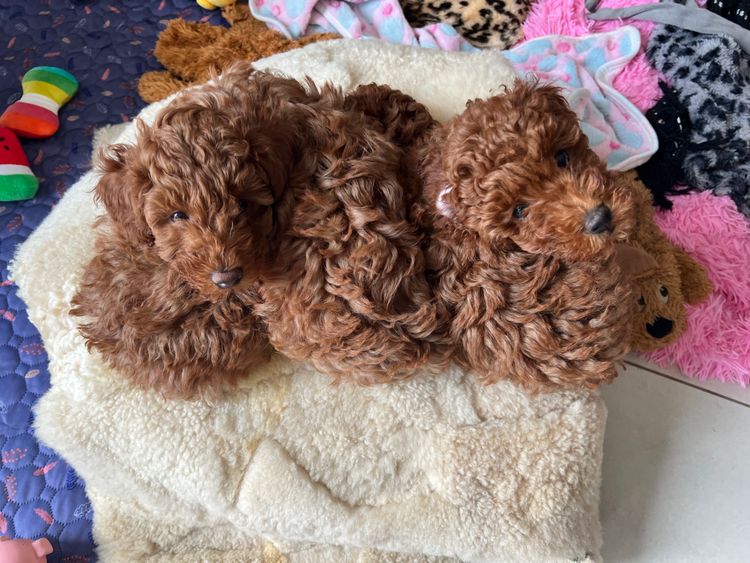 Red Majestic Toy Poodles