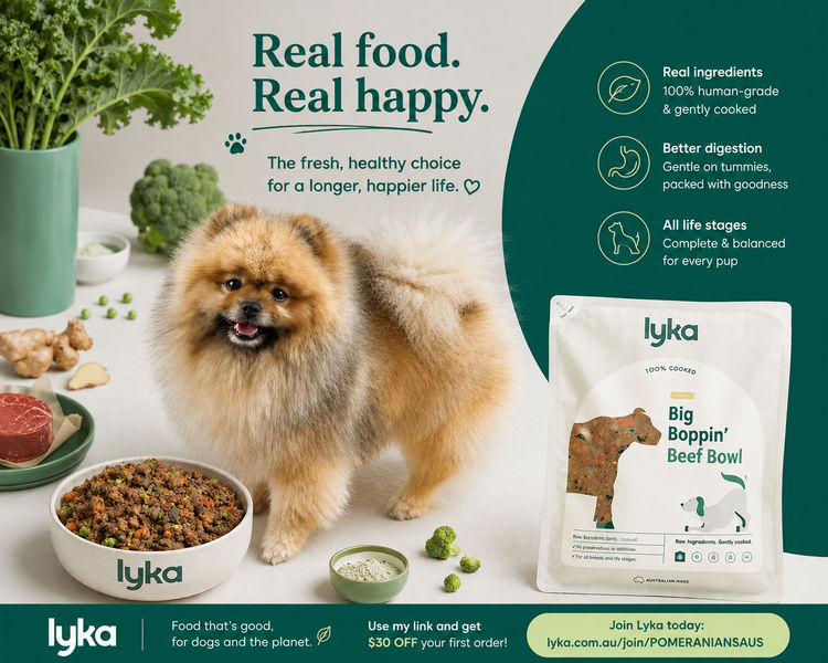 Pomeranians Australia