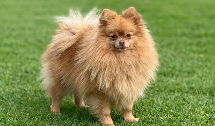 Pomeranians Australia