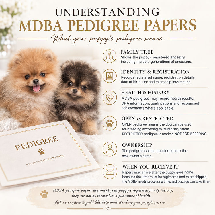Pomeranians Australia