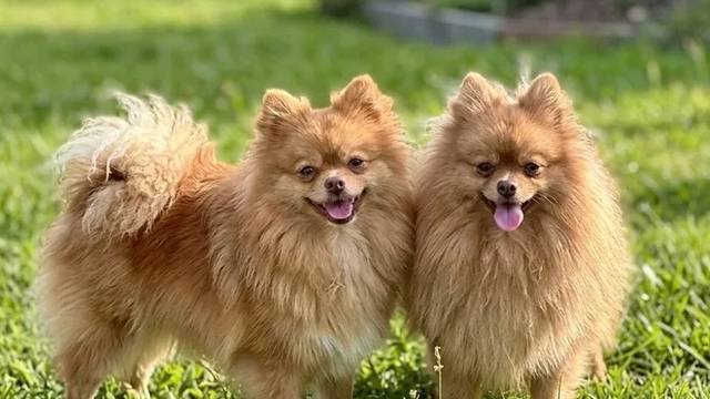 Pomeranians Australia