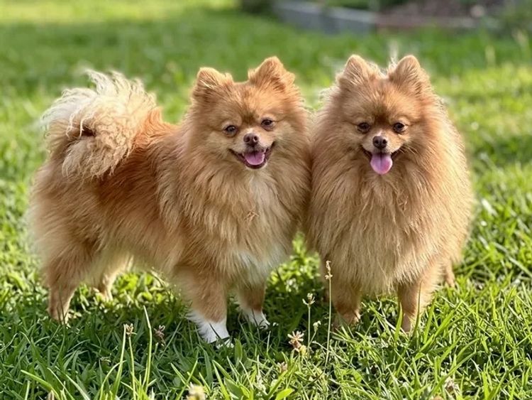 Pomeranians Australia